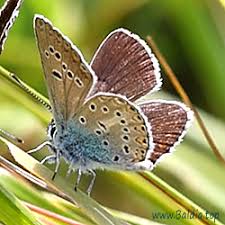 Attēlu rezultāti vaicājumam “Eumedonia eumedon male”