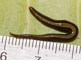 Attēlu rezultāti vaicājumam “Plathelminthes”