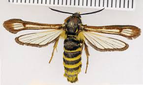 Attēlu rezultāti vaicājumam “Sesiidae”