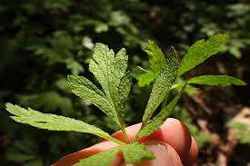 Attēlu rezultāti vaicājumam “Octospora splachnophila spores”