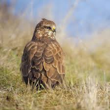 Attēlu rezultāti vaicājumam “Buteo buteo”