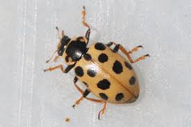 Attēlu rezultāti vaicājumam “Hippodamia tredecimpunctata”