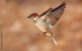 Image result for Passer domesticus