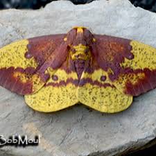 Attēlu rezultāti vaicājumam “Saturniidae”