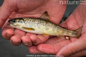 Image result for Salmo pallaryi