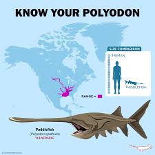 Image result for Polyodon spathula