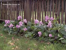 Attēlu rezultāti vaicājumam “Bergenia crassifolia”
