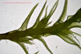 Attēlu rezultāti vaicājumam “Pleuridium subulatum”
