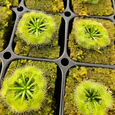 Image result for Drosera