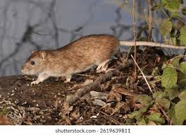 Attēlu rezultāti vaicājumam “Rattus norvegicus”