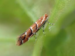 Attēlu rezultāti vaicājumam “Cameraria ohridella”