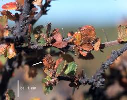 Attēlu rezultāti vaicājumam “Betula nana female flower”
