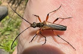 Attēlu rezultāti vaicājumam “Stenocorus meridianus”