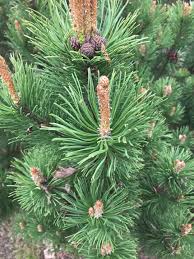Attēlu rezultāti vaicājumam “Pinus mugo male flower”
