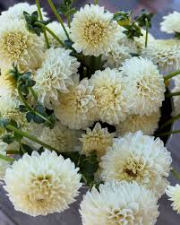 Image result for Dahlia `Snowflake`