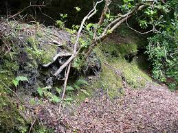 Attēlu rezultāti vaicājumam “Schistostega pennata”