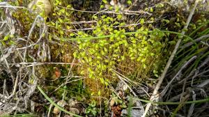 Attēlu rezultāti vaicājumam “Hedwigia ciliata sporophyte”