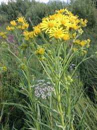 Attēlu rezultāti vaicājumam “Jacobaea paludosa flower”