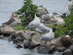 Attēlu rezultāti vaicājumam “Larus ridibundus adult”