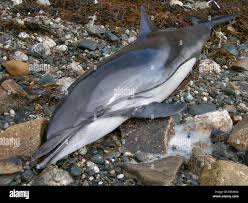 Image result for Stenella coeruleoalba