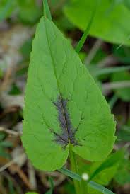 Attēlu rezultāti vaicājumam “Phyteuma spicatum leaf”
