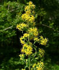Attēlu rezultāti vaicājumam “Solidago virgaurea flower”