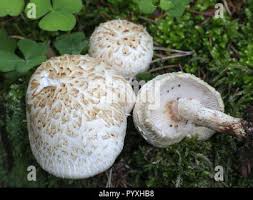 Attēlu rezultāti vaicājumam “Lentinus lepideus”