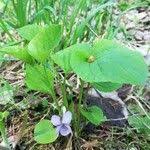 Attēlu rezultāti vaicājumam “Viola mirabilis leaf”