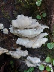 Attēlu rezultāti vaicājumam “Postia floriformis”