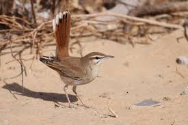 Image result for Cercotrichas galactotes