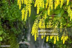 Image result for Laburnum anagyroides