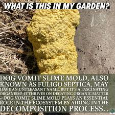 Attēlu rezultāti vaicājumam “Fuligo septica var. septica”