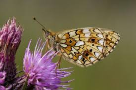 Attēlu rezultāti vaicājumam “Clossiana selene”