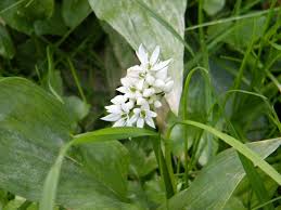 Attēlu rezultāti vaicājumam “Allium ursinum flower”