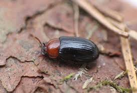 Attēlu rezultāti vaicājumam “Ostoma ferruginea”