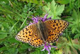Attēlu rezultāti vaicājumam “Argynnis niobe underside”