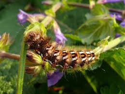 Attēlu rezultāti vaicājumam “Acronicta rumicis”