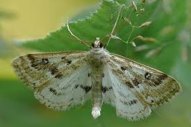Attēlu rezultāti vaicājumam “Parapoynx stratiotata female”