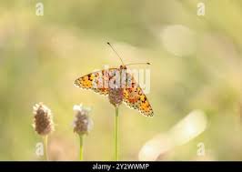 Attēlu rezultāti vaicājumam “Melitaea didyma underside”