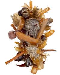 Attēlu rezultāti vaicājumam “Capsus ater imago”