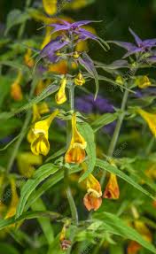 Attēlu rezultāti vaicājumam “Melampyrum nemorosum”