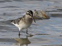 Attēlu rezultāti vaicājumam “Calidris falcinellus adult”