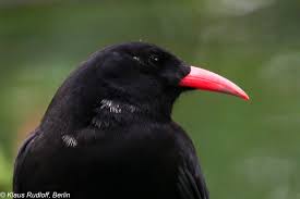 Image result for Pyrrhocorax pyrrhocorax