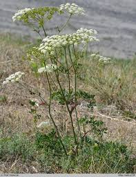 Attēlu rezultāti vaicājumam “Peucedanum oreoselinum”