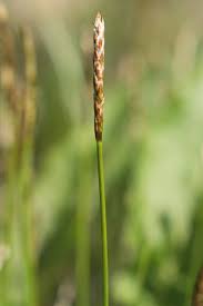 Attēlu rezultāti vaicājumam “Carex dioica”