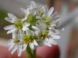 Attēlu rezultāti vaicājumam “Berteroa incana flower”