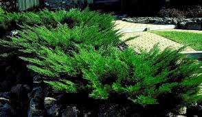 Attēlu rezultāti vaicājumam “Juniperus sabina”