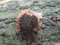 Attēlu rezultāti vaicājumam “Fuligo leviderma”