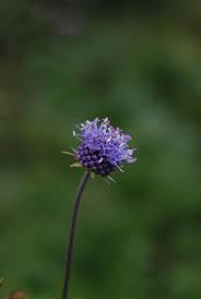 Image result for Succisa pratensis