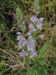 Image result for Veronica officinalis
